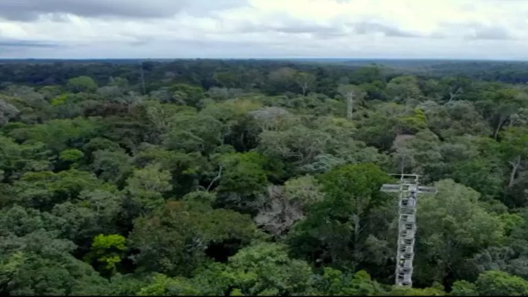 Brazil’s AmazonFACE: Decoding Amazon Rainforest’s Climate Respons